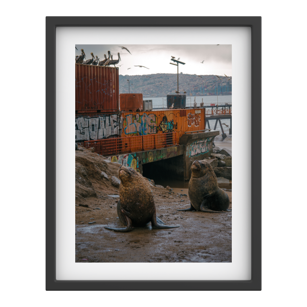 Harbor Kings — Valparaíso