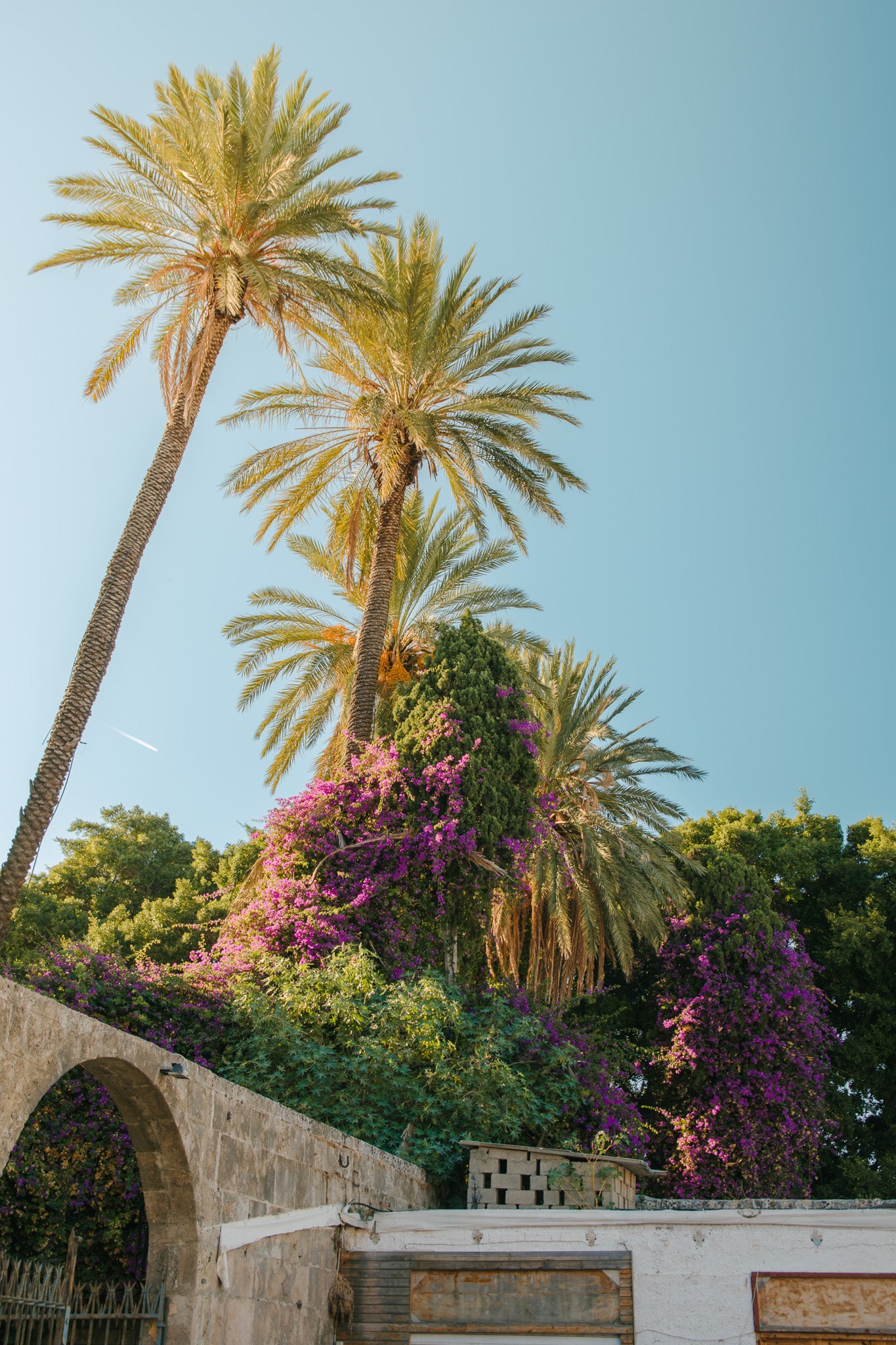 Mediterranean Bloom (Rhodes, Greece)